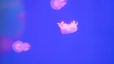 水母海洋馆实拍水母群深海视频的预览图